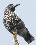 Spotted Nutcracker