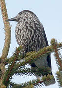 Spotted Nutcracker