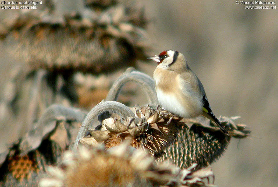 European Goldfinch