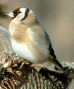 Chardonneret élégant