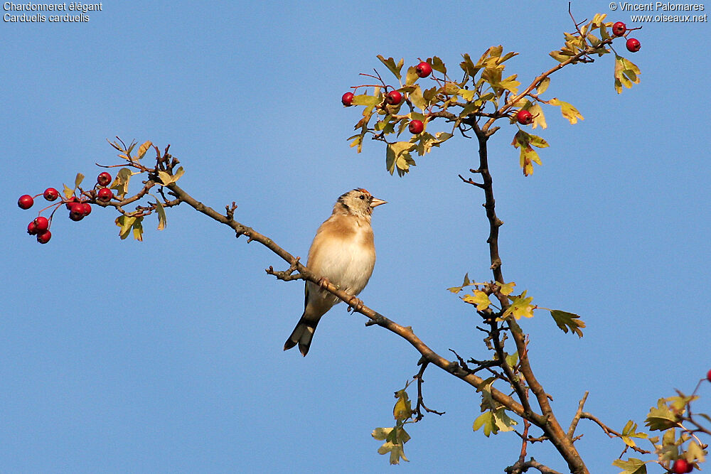 Chardonneret élégant