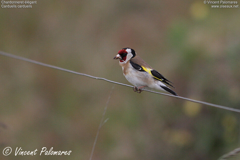 European Goldfinch