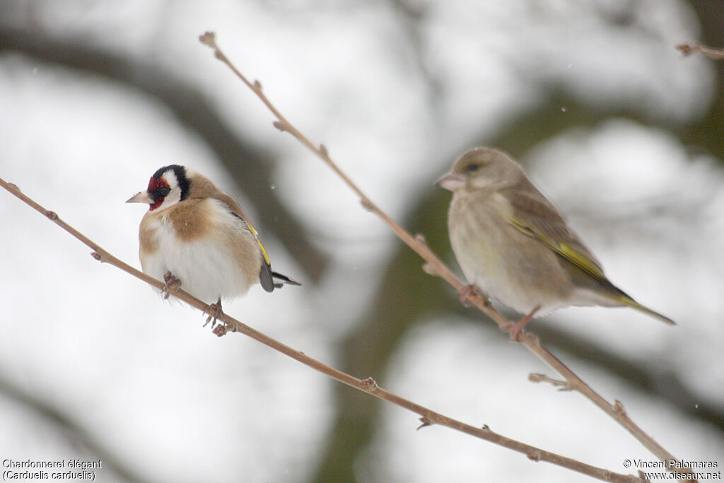 European Goldfinch