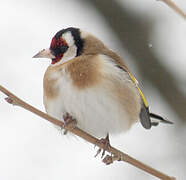 European Goldfinch