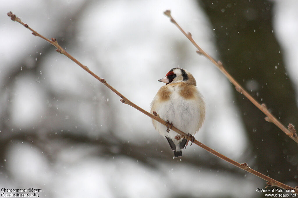 European Goldfinch