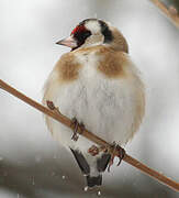 European Goldfinch