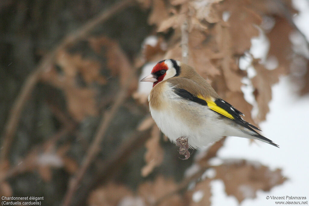 Chardonneret élégant