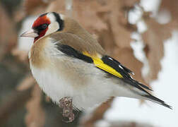 European Goldfinch