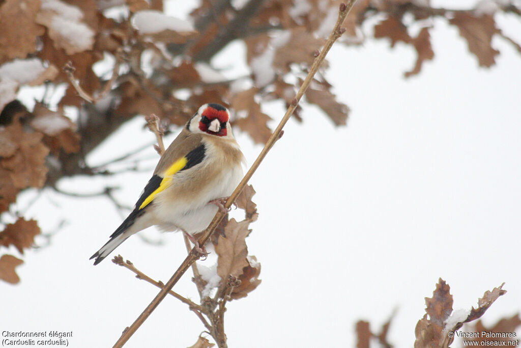 European Goldfinch