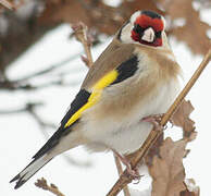 European Goldfinch