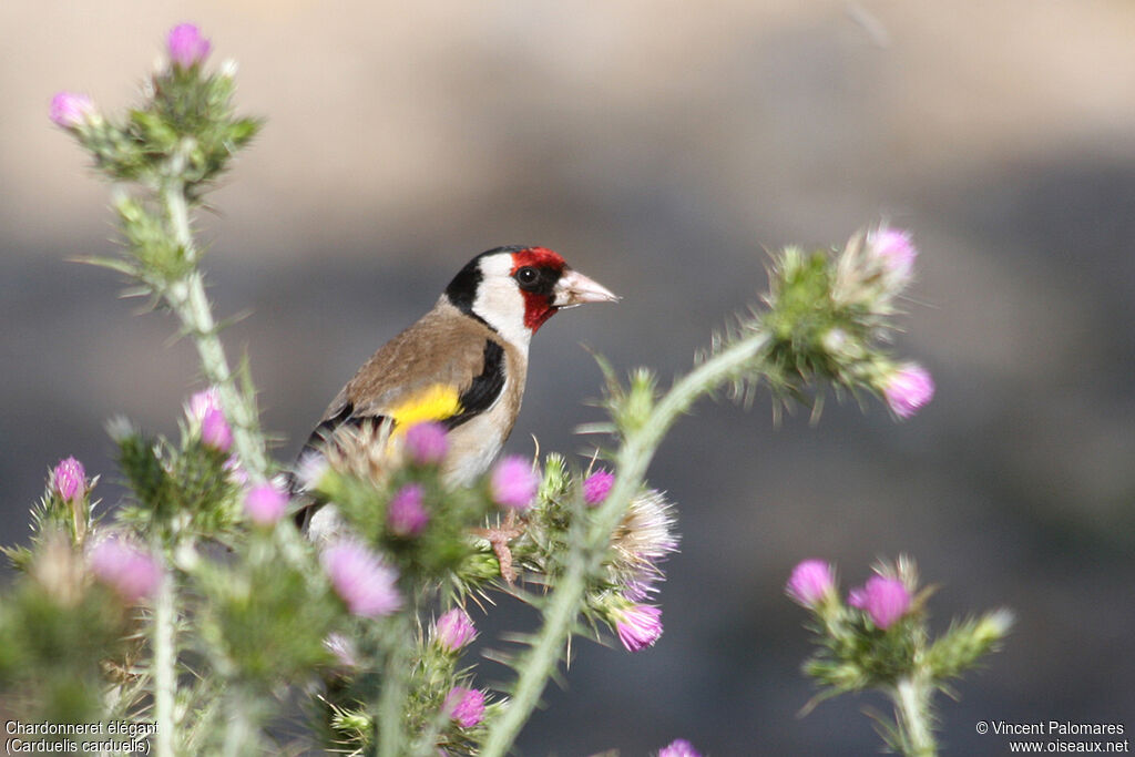 Chardonneret élégant