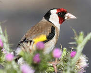 Chardonneret élégant