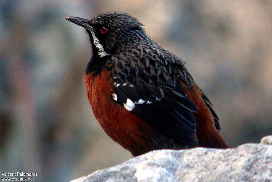 Cape Rockjumper male adult, close-up portrait