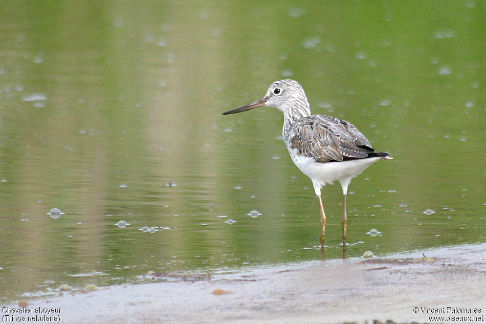 Common Greenshank