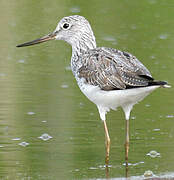 Common Greenshank