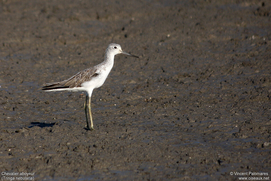 Common Greenshank