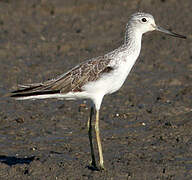 Common Greenshank