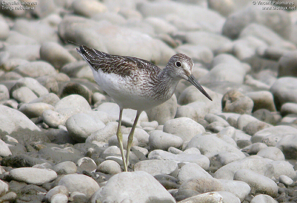 Common Greenshank