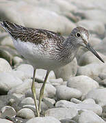 Common Greenshank