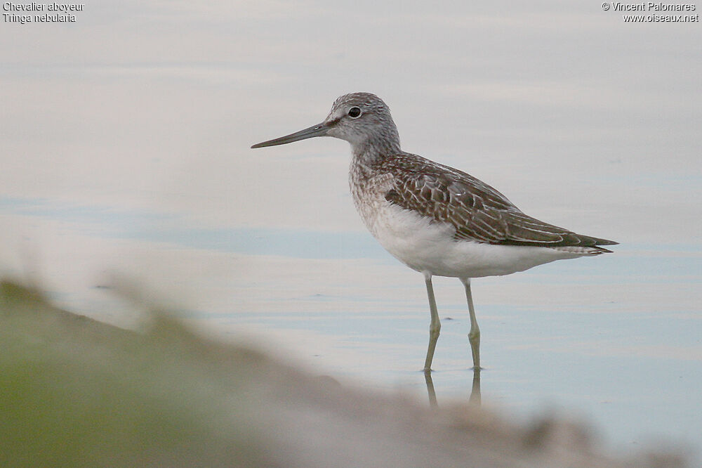 Common Greenshank