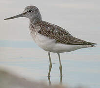 Common Greenshank