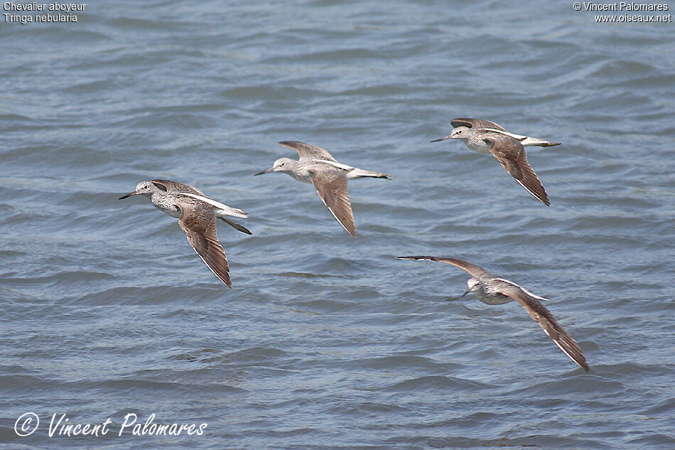 Common Greenshank