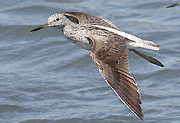 Common Greenshank