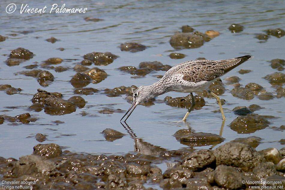 Common Greenshank