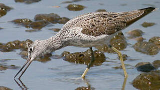 Common Greenshank