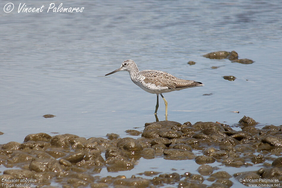 Common Greenshank