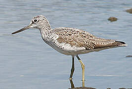 Common Greenshank