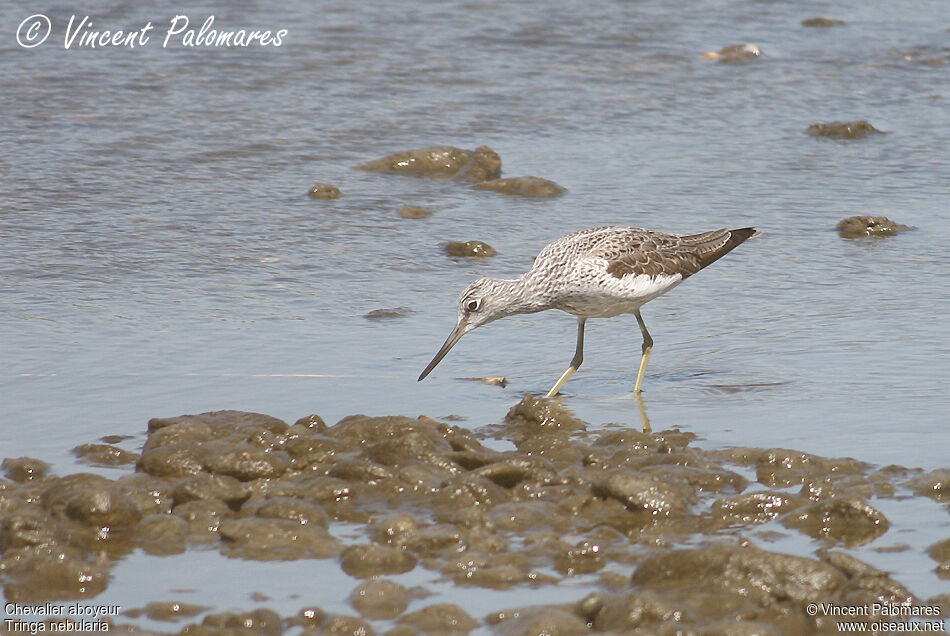 Common Greenshank