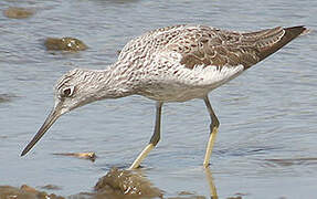 Common Greenshank