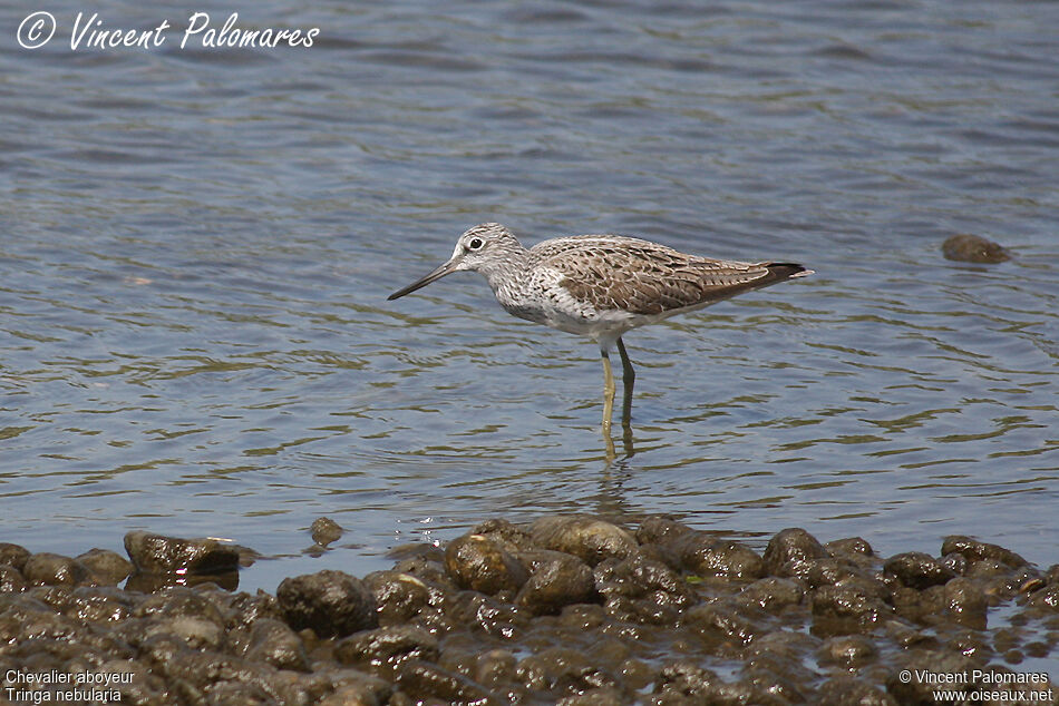 Common Greenshank