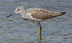 Common Greenshank