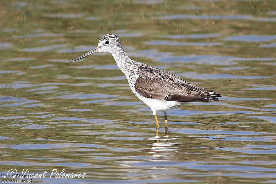 Common Greenshankadult breeding, identification