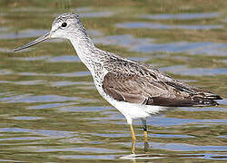 Common Greenshank