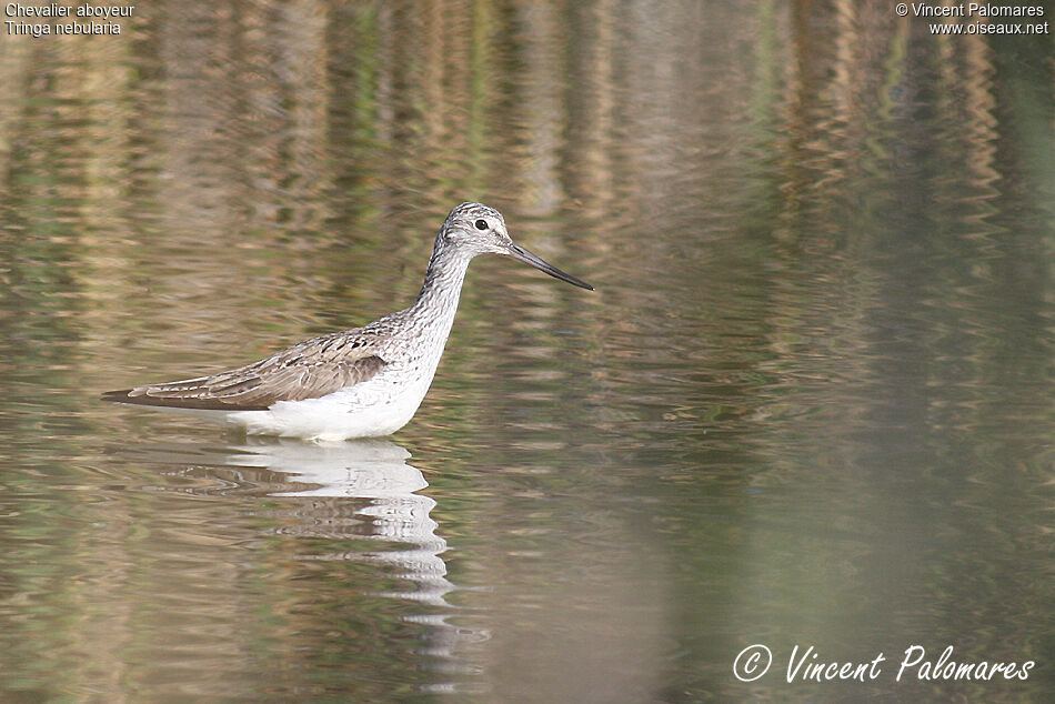 Common Greenshank