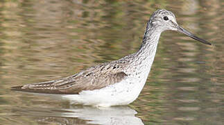 Common Greenshank