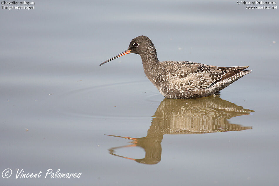 Spotted Redshank