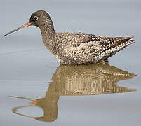 Spotted Redshank