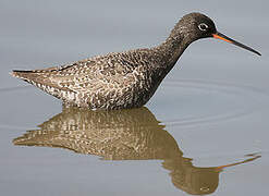 Spotted Redshank