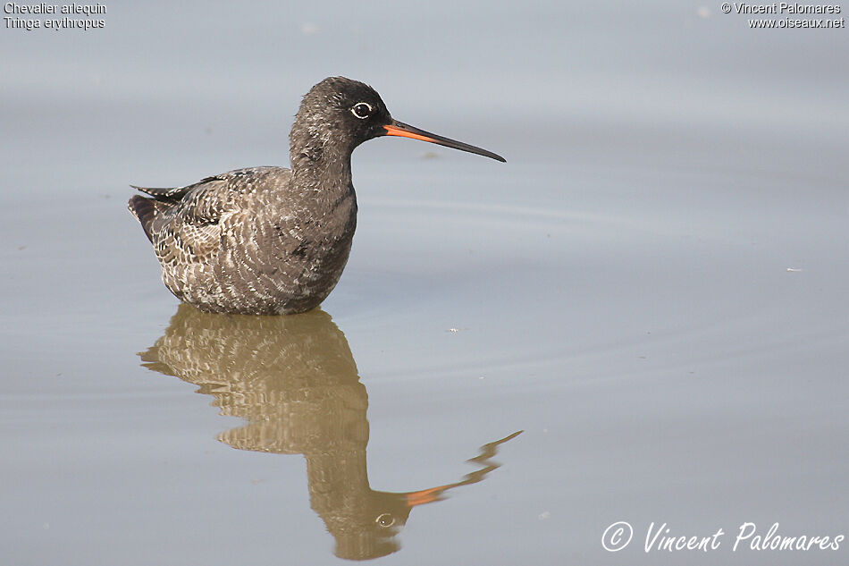 Spotted Redshank