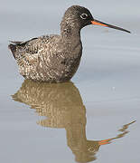 Spotted Redshank