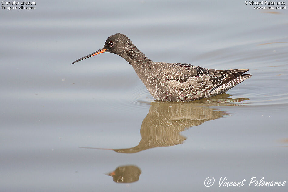 Spotted Redshank