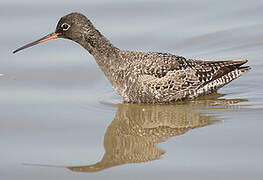 Spotted Redshank