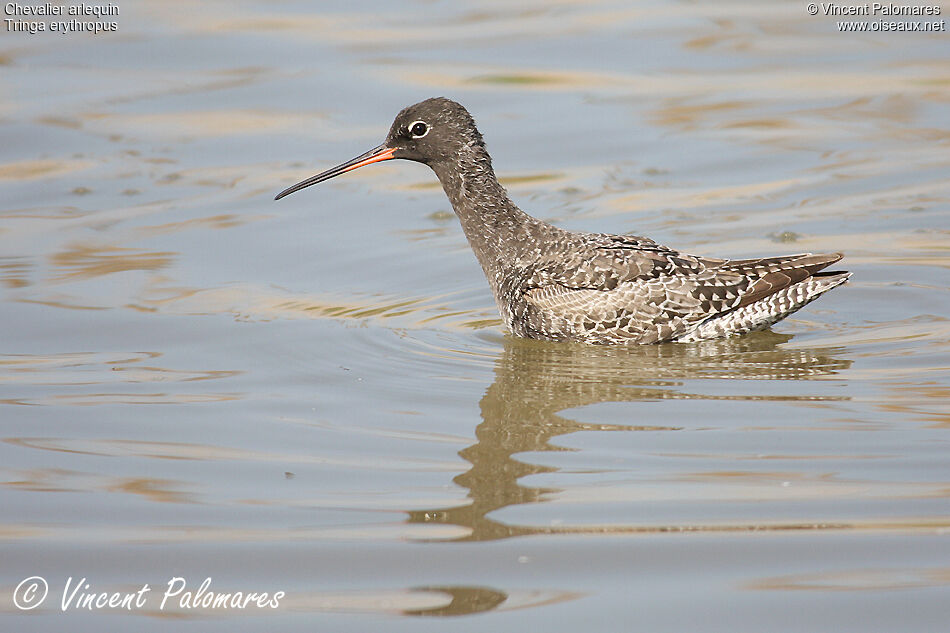 Spotted Redshank