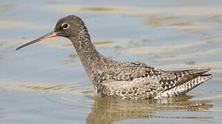 Spotted Redshank