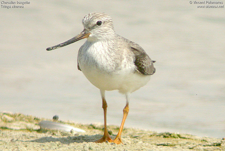 Terek Sandpiper