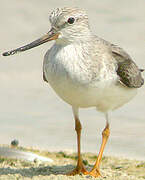 Terek Sandpiper